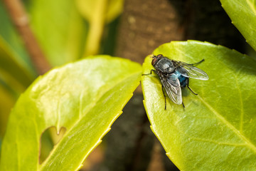 Mosca su foglia