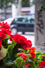 Red city flowers on a blurry street background. Symbolize the urban bustle and rhythm of life....