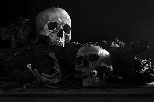 Pile of skulls on old timber in dark tone have The light shines on the right side./ Still life and art image..