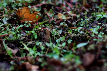 Undergrowth 01