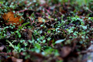 Undergrowth 03