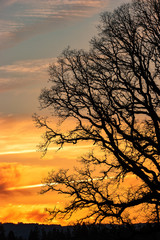 Oak Tree Silhouette Against A Winter Sunset Sky