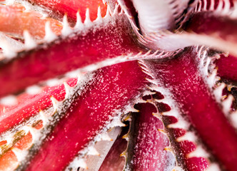 Detail texture and thorns at the edge of the Bromeliad leaves