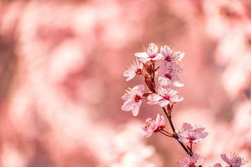 Cherry blossoms in Portland, Oregon