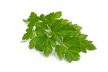 Glatte Petersilie