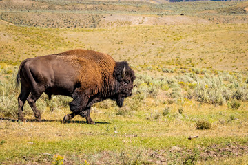 Wild Bison at Yellowstone