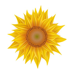 Sunflower on white background, realistic vector, yellow flower on white background	