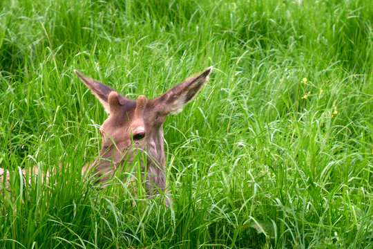 A deer into the grass could be an easy prey for hunters
