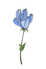 Chicory. Single flower blue color, stem and green leaves. Isolated on white background. Hand drawn. For floral design, greeting card, invitations. Vector stock illustration.