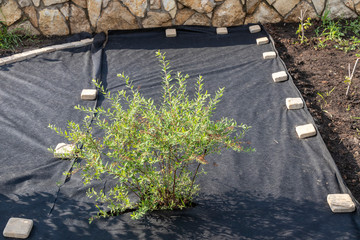 Laid woven geotextile fabric temporarily pressed with pavers in the summer garden under reconstruction