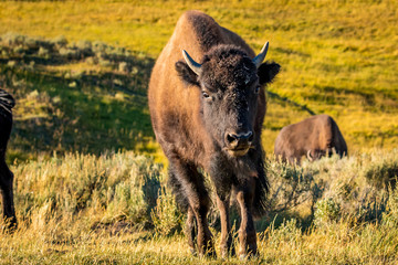 Wild Bison at Yellowstone
