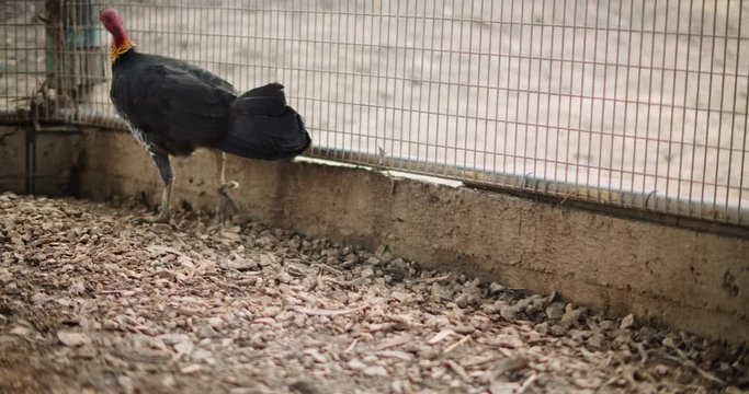Australian brush turkey (Megapode) at the farm. BMPCC 4K