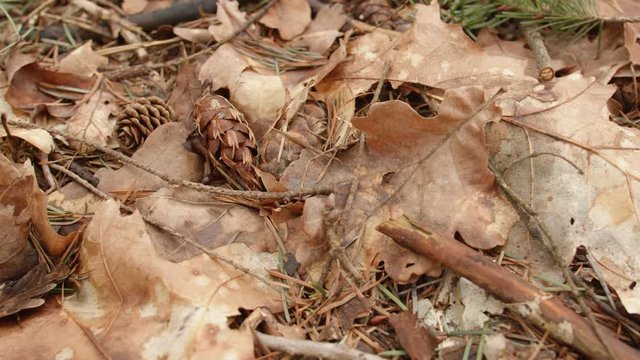 A slow motion shot of a pine cone falling down to a brown forest floor covered with leaves. Shot in the autumn / winter period in a European forest.