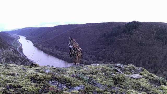 Uhu (Bubo bubo) Balzrufe &uuml;ber dem Moseltal
