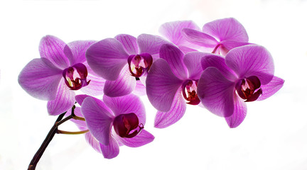 Beautiful pink orchid, closeup shot, white background. Violet branch phalaenopsis on a white background.