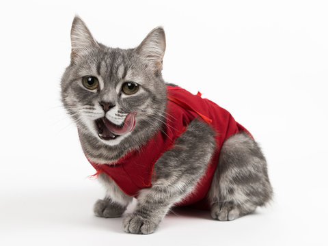 Cat in red medical blanket for cats, isolate on a white background. Treatment of a pet after surgery, sterilization.