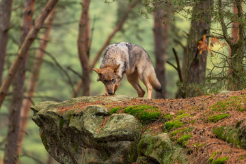 Lone wolf running in autumn forest Czech Republic © vaclav