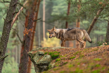 Lone wolf running in autumn forest Czech Republic
