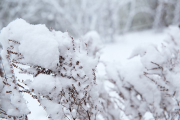 Snow lies on the bushes and grass. Snowy weather, fresh snow, blizzard.