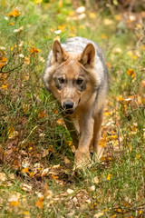 Lone wolf running in autumn forest Czech Republic