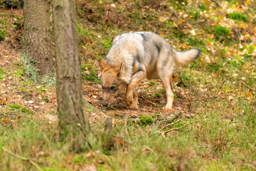Lone wolf running in autumn forest Czech Republic