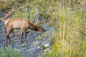 Wild Elk in Yellowstone