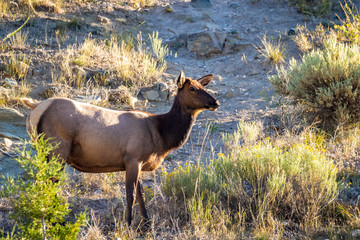 Wild Elk in Yellowstone