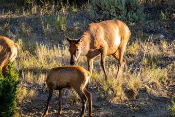 Wild Elks in Yellowstone