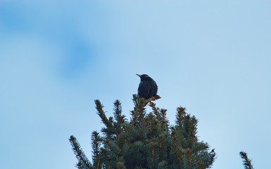 Ein Star sitzt auf der Spitze einer Tanne im Frühling mit Himmel als Hintergrund, Sturnus vulgaris