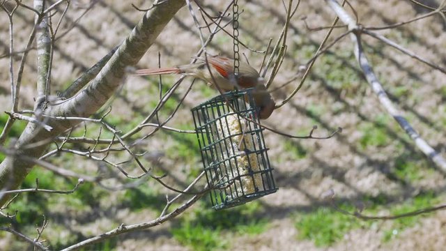 Female Northern Cardinal eating at a suet bird-feeder during late-winter in South Carolina. Slow Motion. Clip G
