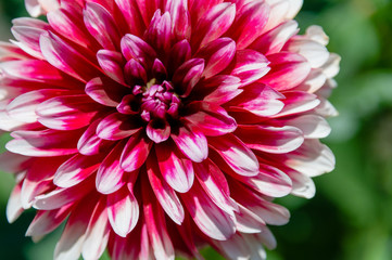 Fototapeta premium red aster flower on a blurred background