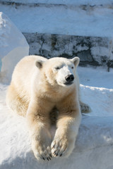 Funny polar bear. Polar bear sitting in a funny pose. white bear