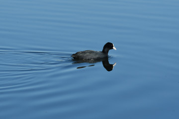 多摩川の水鳥