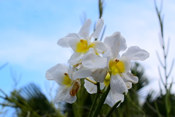 Naklejka na ściany i meble white flowers of orchid plant