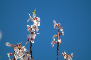 Almond trees with blue sky