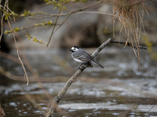 Bachstelze auf Ast am Fluss
