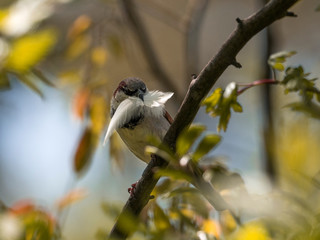 Haussperling Spatz mit feder 