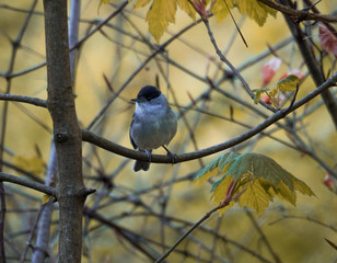 m&auml;ndliche M&ouml;nchsgrasm&uuml;cke 
