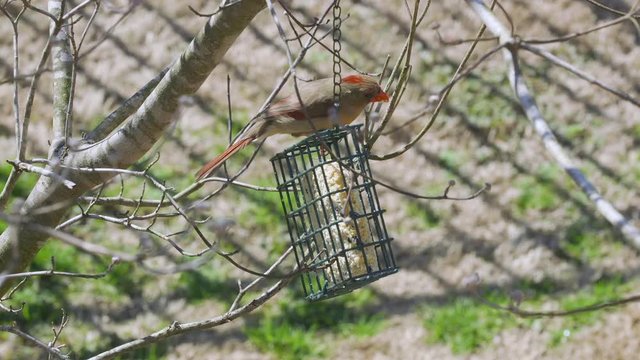 Female Northern Cardinal eating at a suet bird-feeder during late-winter in South Carolina. Slow Motion. Clip H