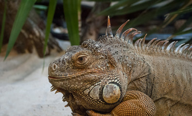 Obraz premium close up of tropical iguana