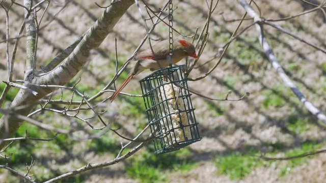 Female Northern Cardinal eating at a suet bird-feeder during late-winter in South Carolina. Slow Motion. Clip M
