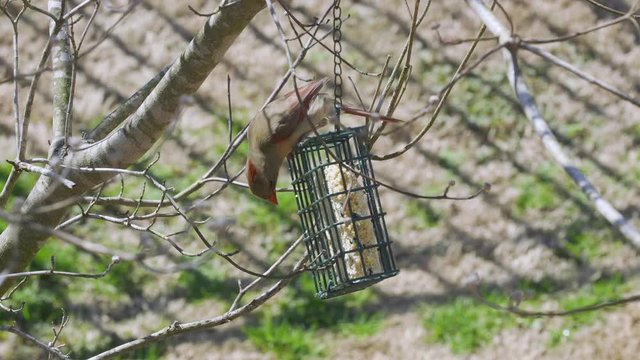 Female Northern Cardinal eating at a suet bird-feeder during late-winter in South Carolina. Slow Motion. Clip F