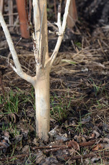 Spring seasonal work. Painting, whitewashing of tree trunks with lime to protect against pests. Crop protection. Spring whitewashing of trees.