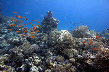 Fototapeta na wymiar Species of coral are found on reefs in Southern Sinai