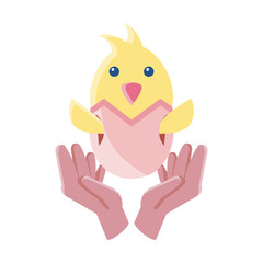 chicken with eggshell on white background