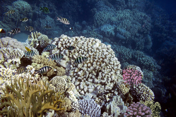 Species of coral are found on reefs in Southern Sinai