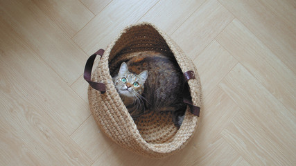 Top shot - green eyed сat sitting in linen basket and hunting
