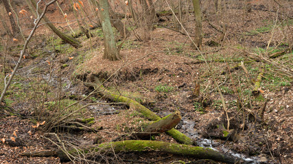 Trees next to a stream in atum.