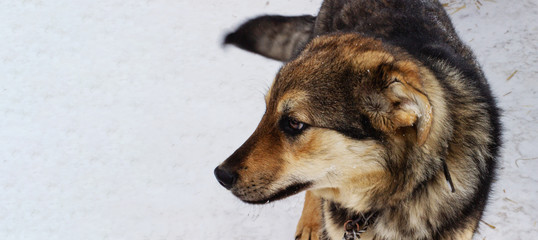 Banner. Portrait of a beautiful yard dog on a leash in the yard. Black-brown dog with thick coat in winter. The village dog looks away. copy space, dog food, veterinary clinic, animal shelter