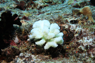 Bleached stony coral